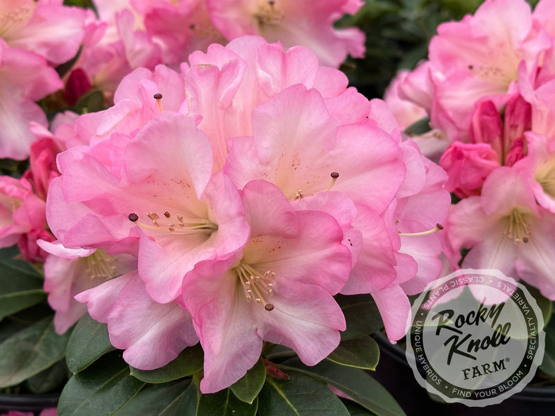 Bruce Brechtbill plant from Rocky Knoll Farm