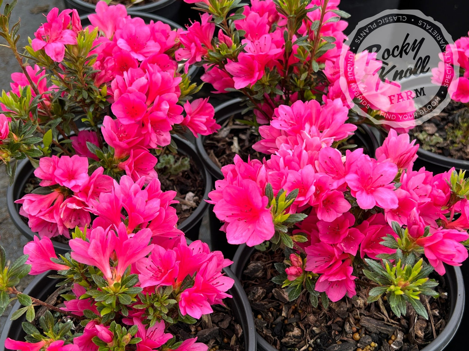 ●TINA IMG_0588-162491_1600x.jpg?v=