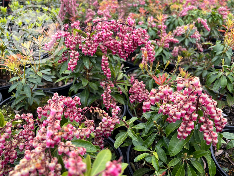 Pieris Valley Valentine plant from Rocky Knoll Farm