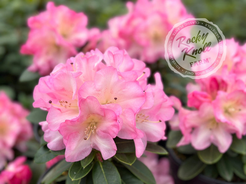 Bruce Brechtbill plant from Rocky Knoll Farm
