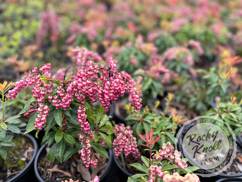 Pieris Valley Valentine plant from Rocky Knoll Farm