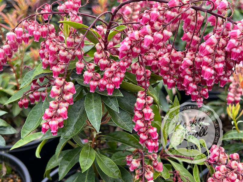 Pieris Valley Valentine plant from Rocky Knoll Farm