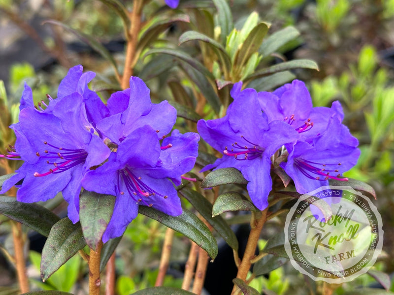 Blue Baron plant from Rocky Knoll Farm