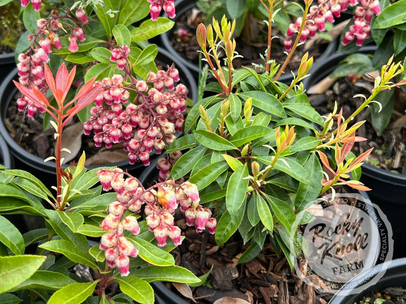 Pieris Valley Valentine plant from Rocky Knoll Farm