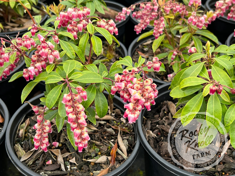 Pieris Valley Valentine plant from Rocky Knoll Farm