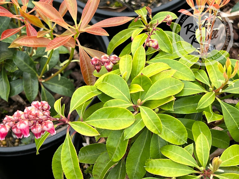 Pieris Valley Valentine plant from Rocky Knoll Farm