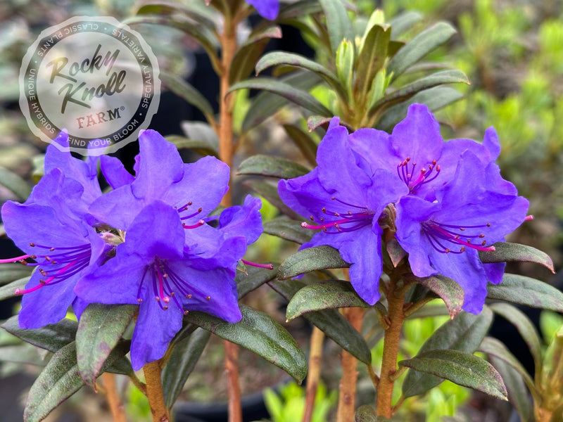 Blue Baron plant from Rocky Knoll Farm