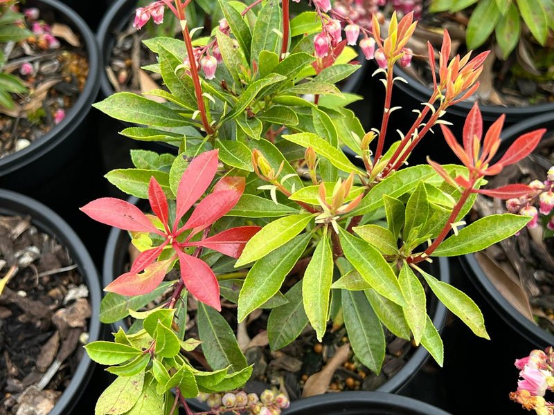 Pieris Valley Valentine plant from Rocky Knoll Farm