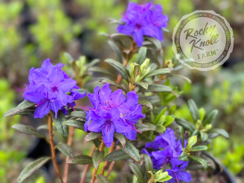 Blue Baron plant from Rocky Knoll Farm