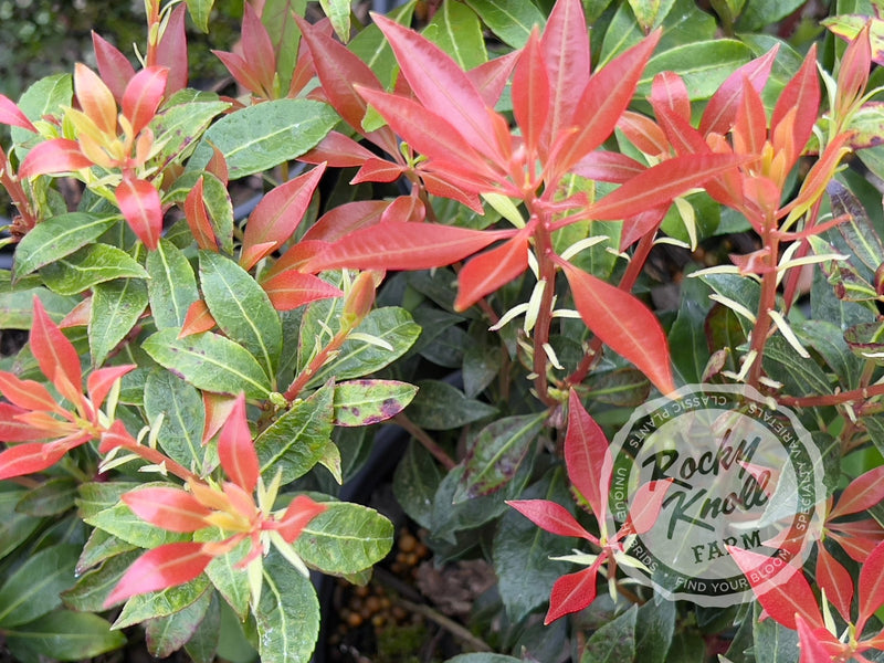 Pieris Scarlet O'Hara plant from Rocky Knoll Farm