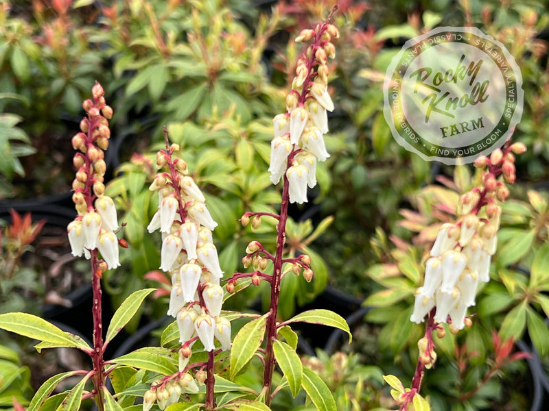 Pieris Scarlet O'Hara plant from Rocky Knoll Farm