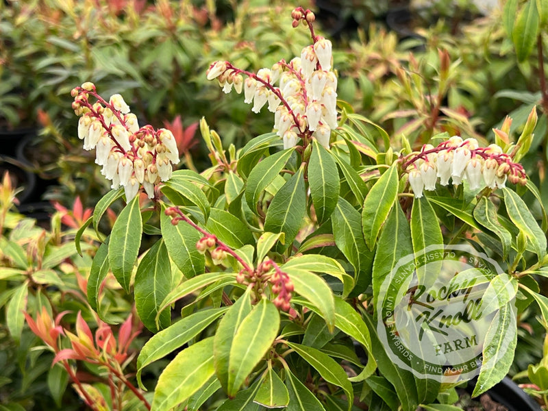 Pieris Scarlet O'Hara plant from Rocky Knoll Farm