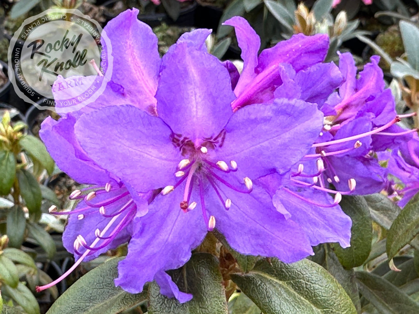 Ilam Violet - Rocky Knoll Farm