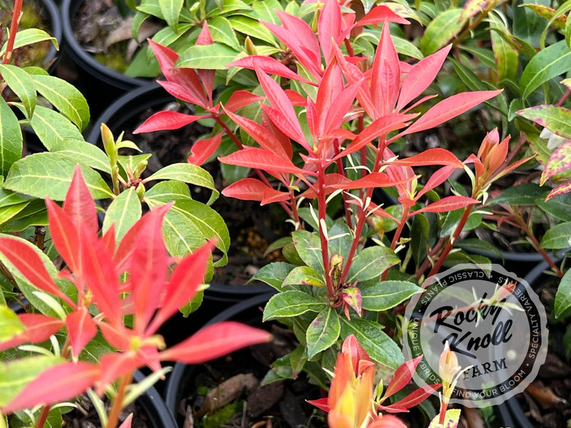 Pieris Scarlet O'Hara plant from Rocky Knoll Farm