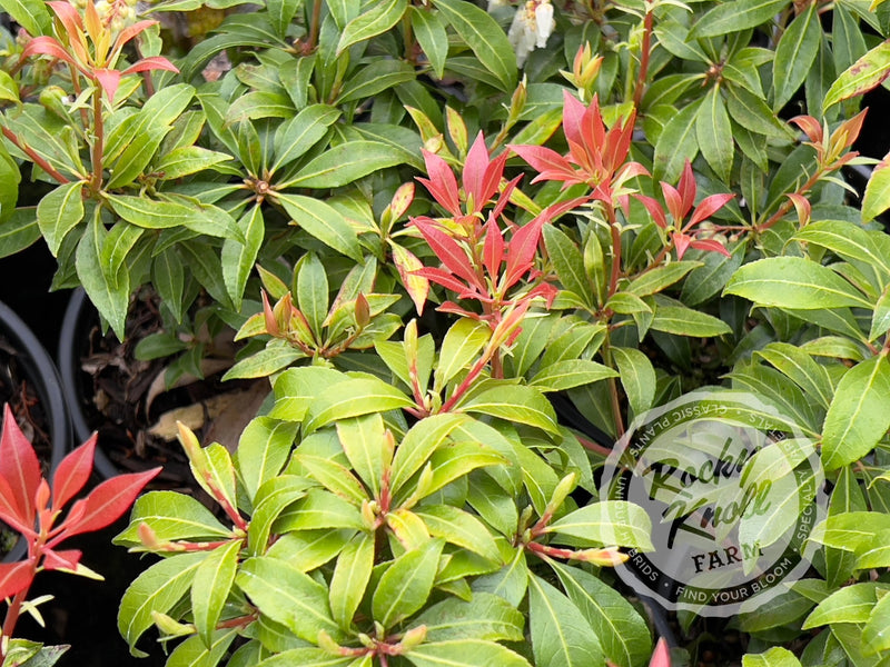 Pieris Scarlet O'Hara plant from Rocky Knoll Farm