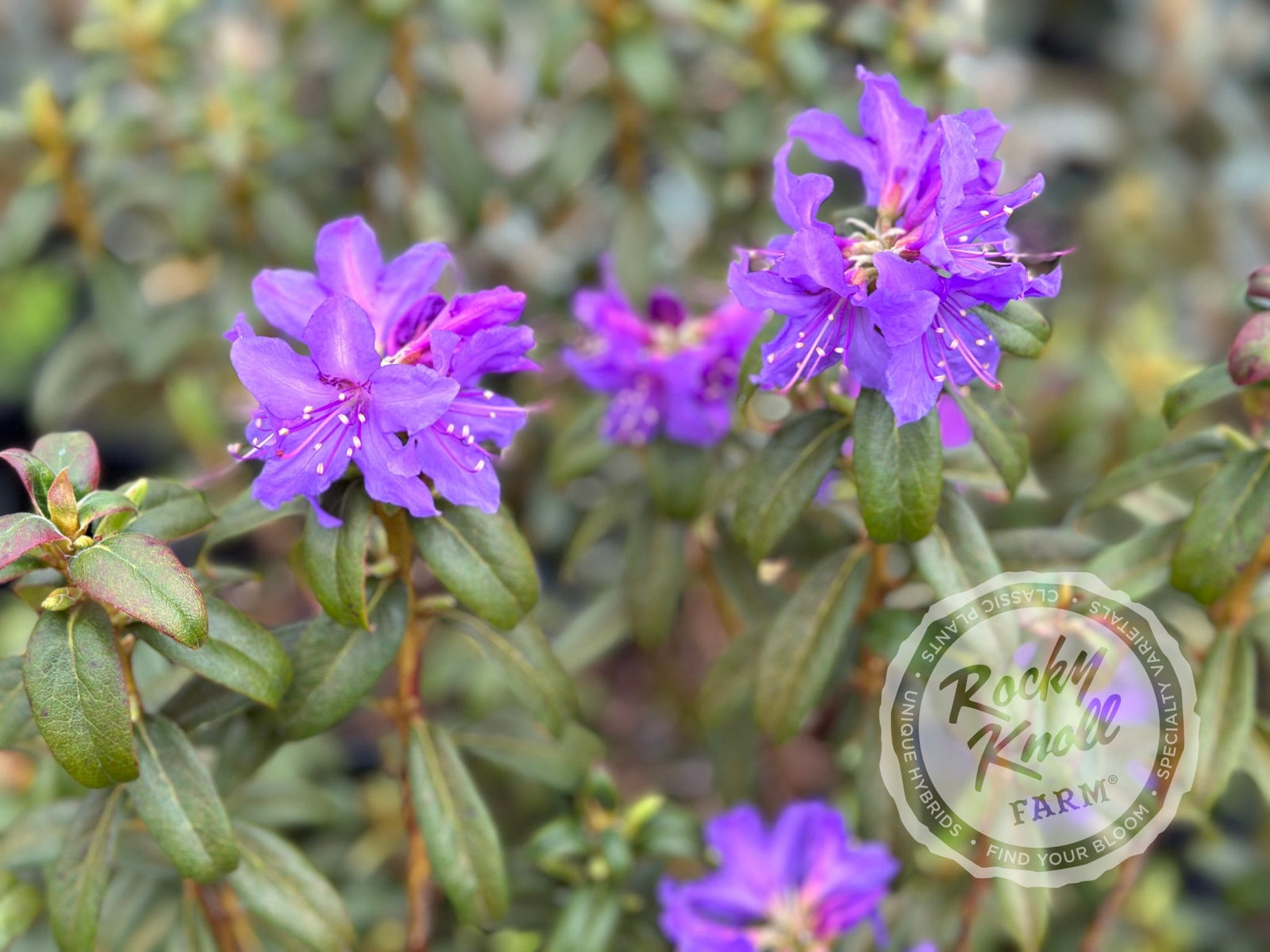 Ilam Violet - Rocky Knoll Farm