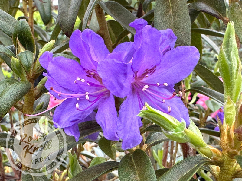Ilam Violet plant from Rocky Knoll Farm