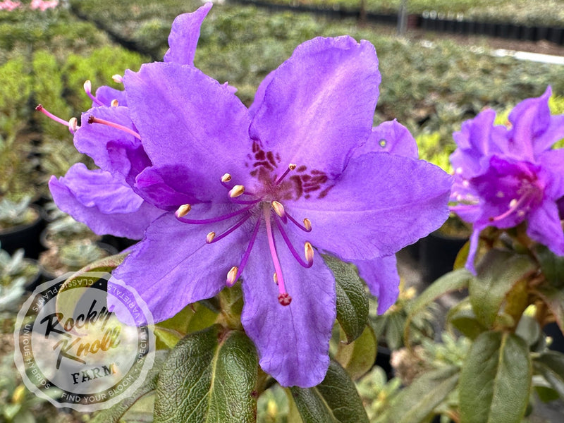 Ilam Violet plant from Rocky Knoll Farm