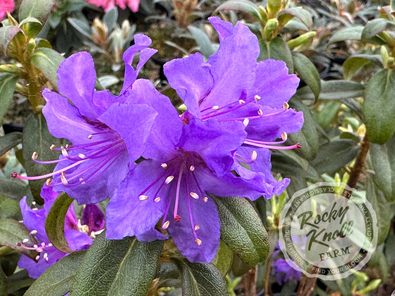 Ilam Violet plant from Rocky Knoll Farm