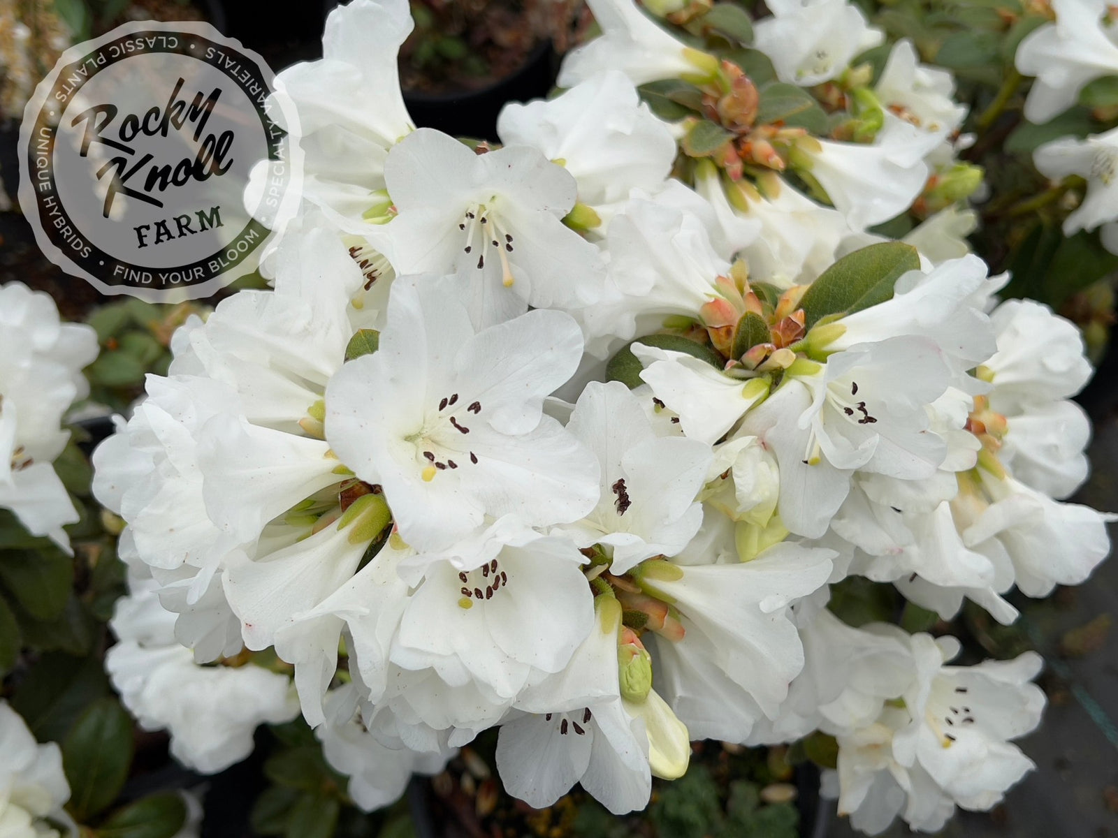 白無垢 蝶々と草花ロ 白無垢 蝶々と草花ロ 結婚式の白無垢・花嫁用着物|生成