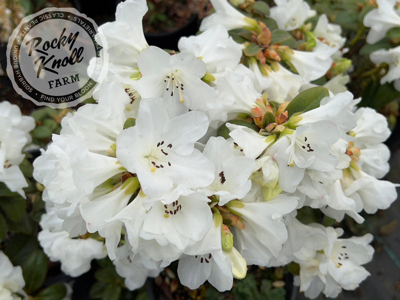 Snow Lady plant from Rocky Knoll Farm