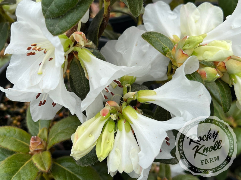 Snow Lady plant from Rocky Knoll Farm