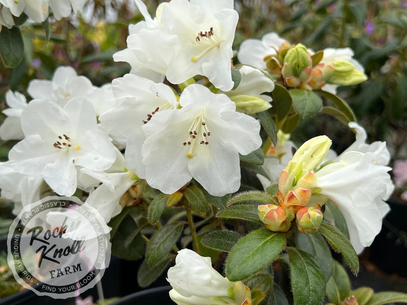 Snow Lady plant from Rocky Knoll Farm