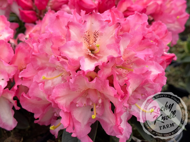 Joleen plant from Rocky Knoll Farm
