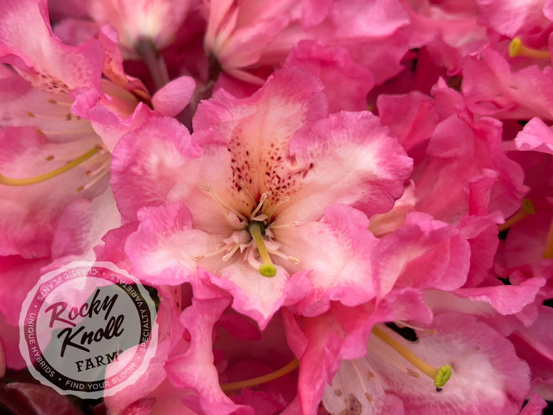 Joleen plant from Rocky Knoll Farm