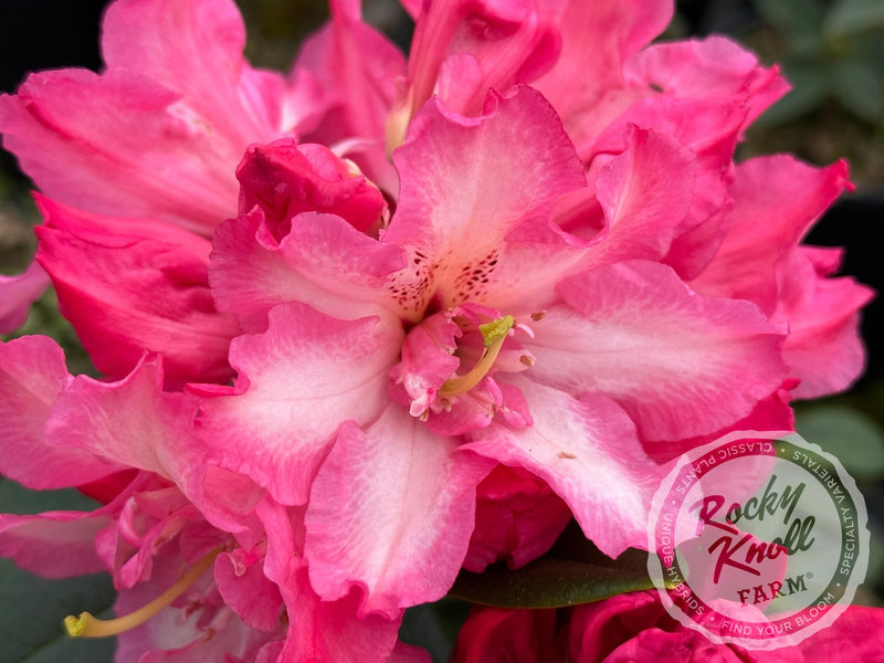 Joleen plant from Rocky Knoll Farm