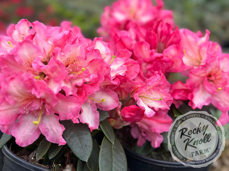 Joleen plant from Rocky Knoll Farm