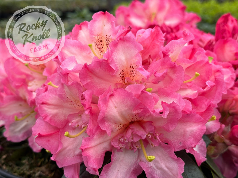 Joleen plant from Rocky Knoll Farm