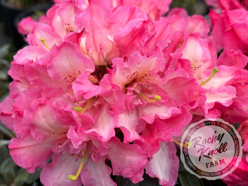 Joleen plant from Rocky Knoll Farm