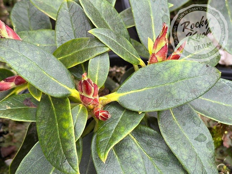 Joleen plant from Rocky Knoll Farm