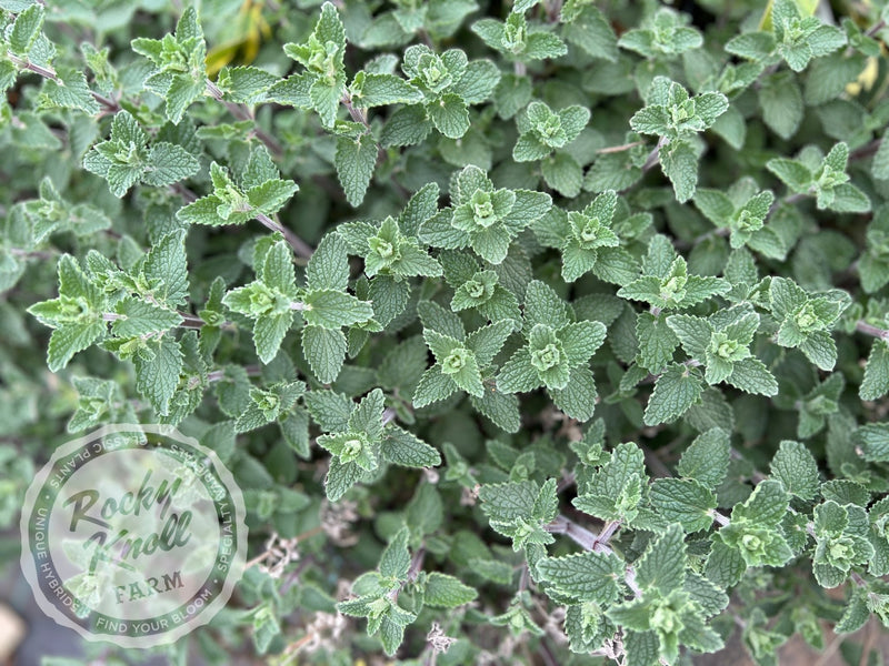 Nepeta Walker's Low Catmint plant from Rocky Knoll Farm