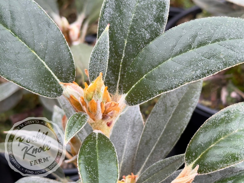 Joleen plant from Rocky Knoll Farm