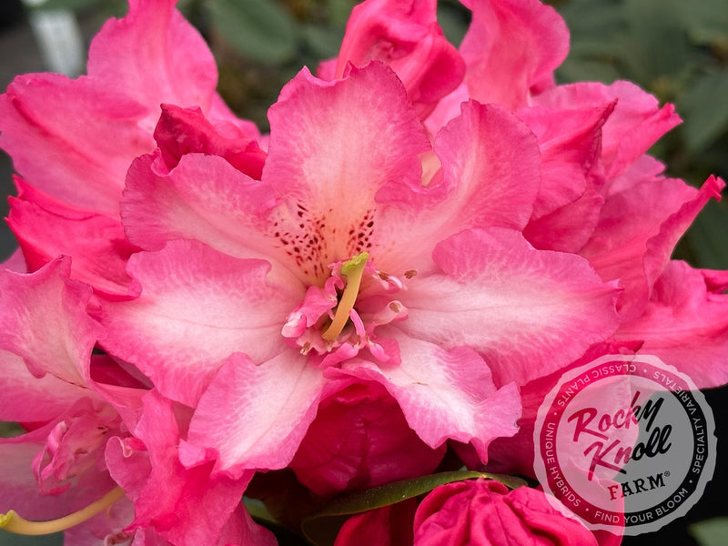 Joleen plant from Rocky Knoll Farm