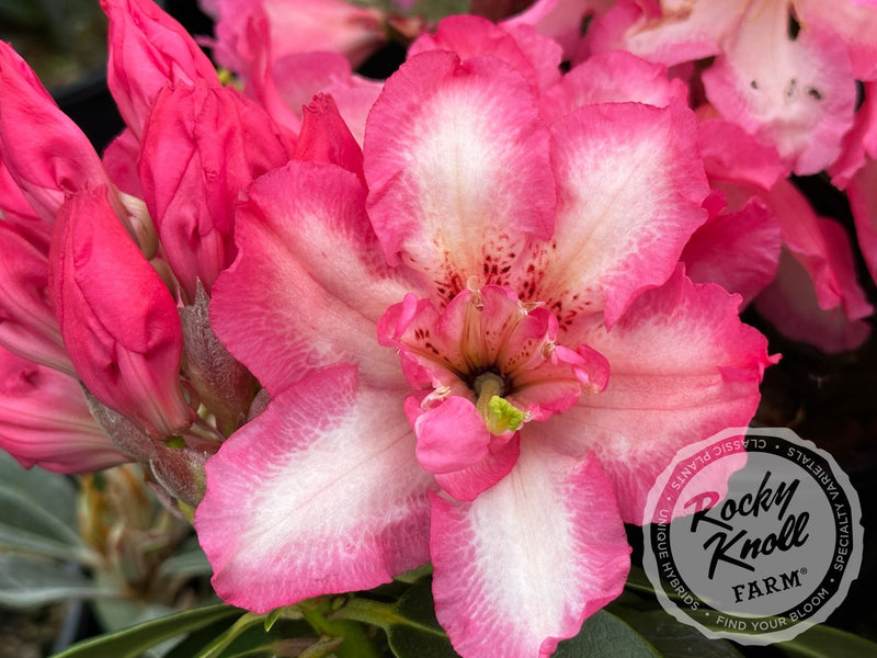 Joleen plant from Rocky Knoll Farm