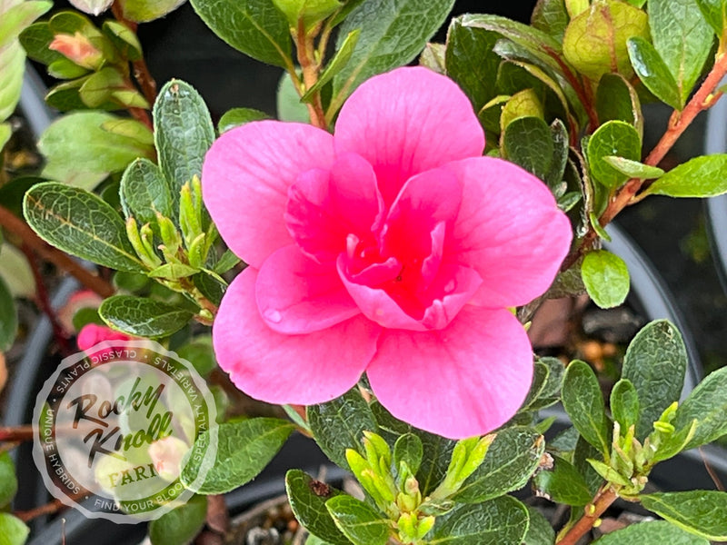 Twenty Grand plant from Rocky Knoll Farm