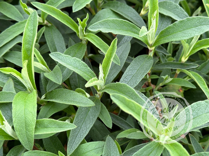 Cistus purpureus Orchid Rockrose plant from Rocky Knoll Farm