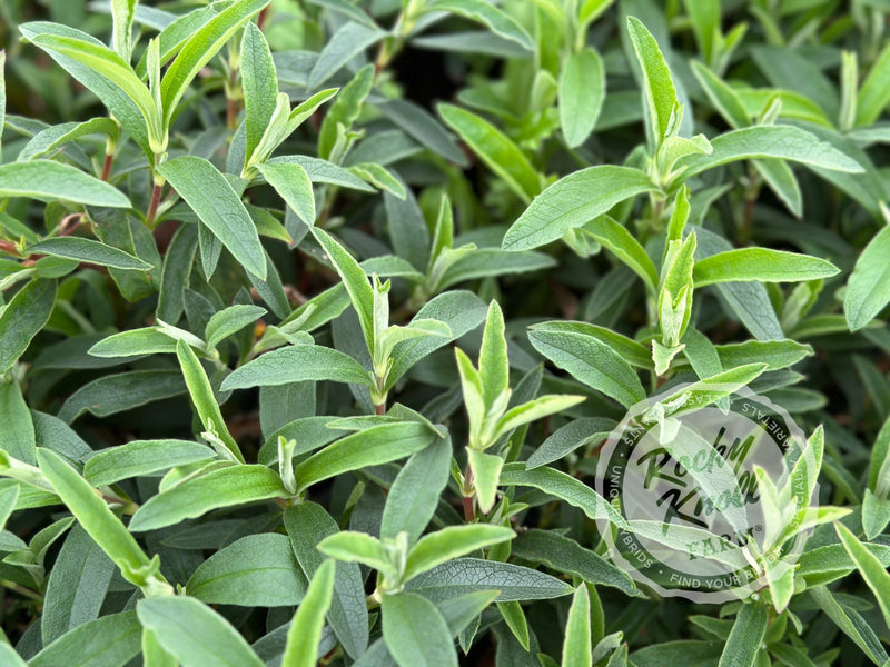 Cistus purpureus Orchid Rockrose plant from Rocky Knoll Farm