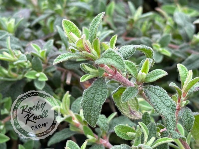 Cistus Prostratus - Sageleaf Rockrose plant from Rocky Knoll Farm