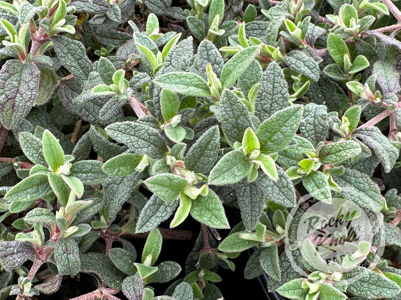 Cistus Prostratus - Sageleaf Rockrose plant from Rocky Knoll Farm