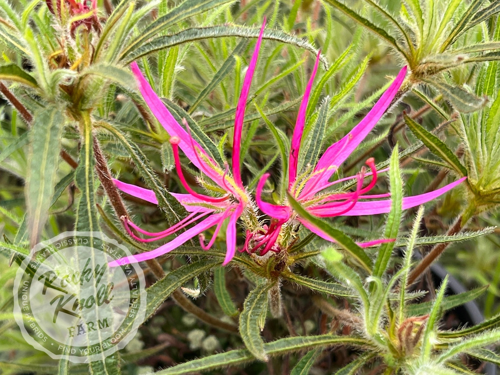 R. linearifolium Spider Azalea - Rocky Knoll Farm