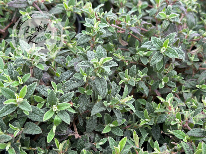 Cistus Prostratus - Sageleaf Rockrose plant from Rocky Knoll Farm