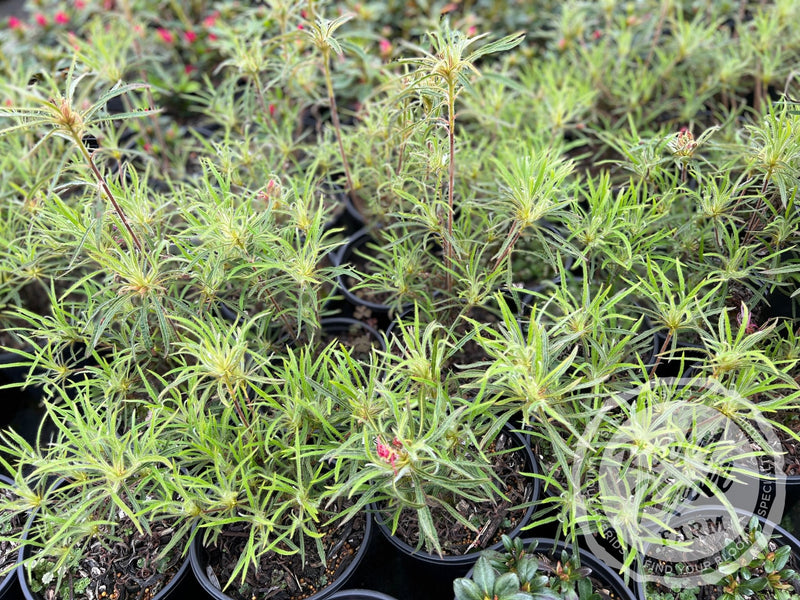 R. linearifolium Spider Azalea plant from Rocky Knoll Farm