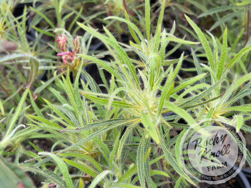 R. linearifolium Spider Azalea plant from Rocky Knoll Farm