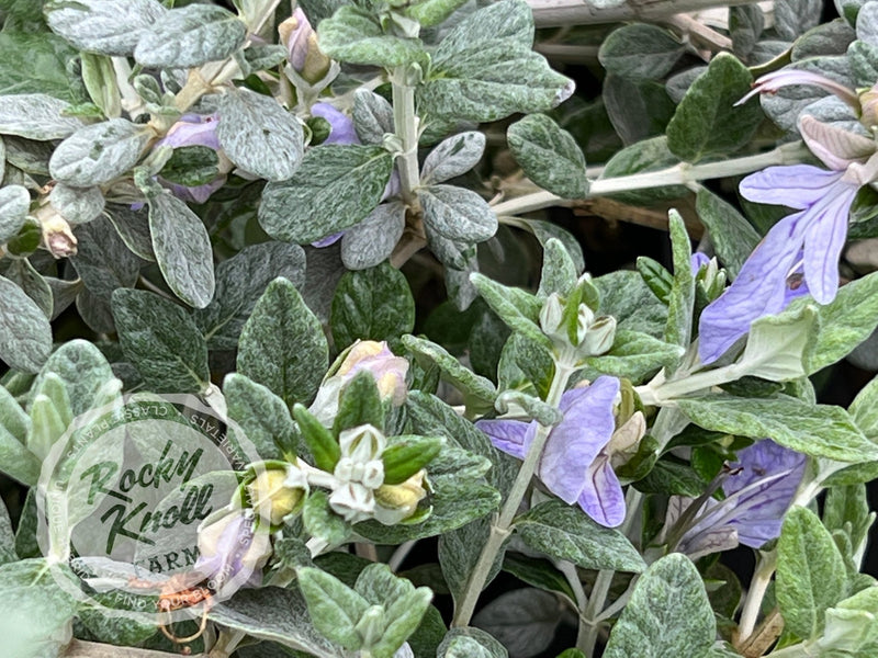 Azure Bush Germander plant from Rocky Knoll Farm
