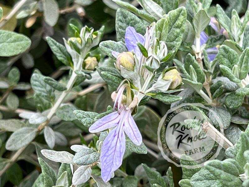 Azure Bush Germander plant from Rocky Knoll Farm