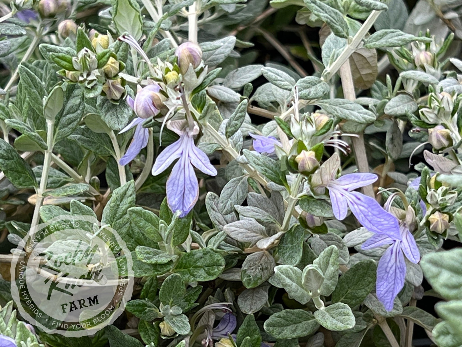 Azure Bush Germander - Rocky Knoll Farm